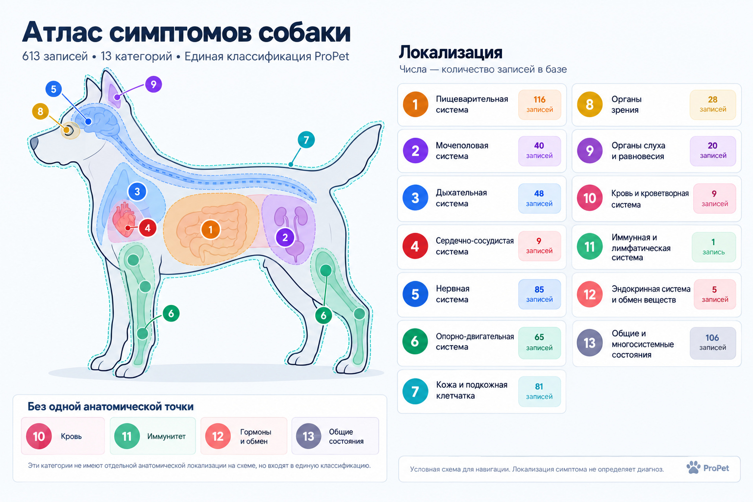 Условная схема собаки с обозначением глаз, ушей, нервной, дыхательной, сердечно-сосудистой, пищеварительной, мочеполовой, опорно-двигательной систем и кожи