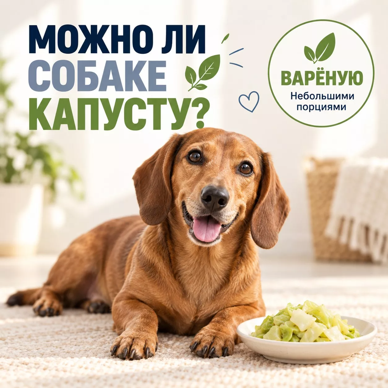Можно ли собаке капусту