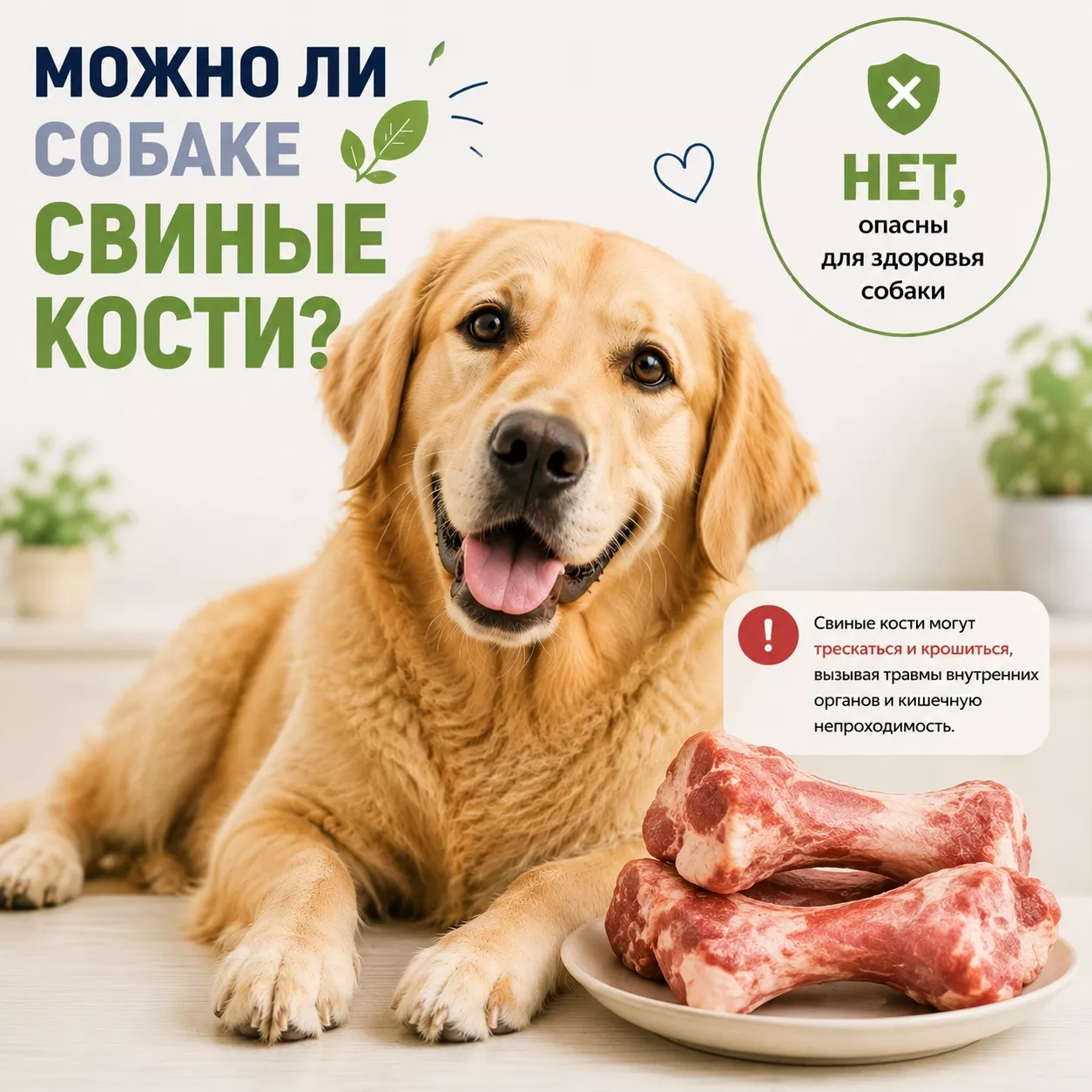 Можно ли собаке свиные кости