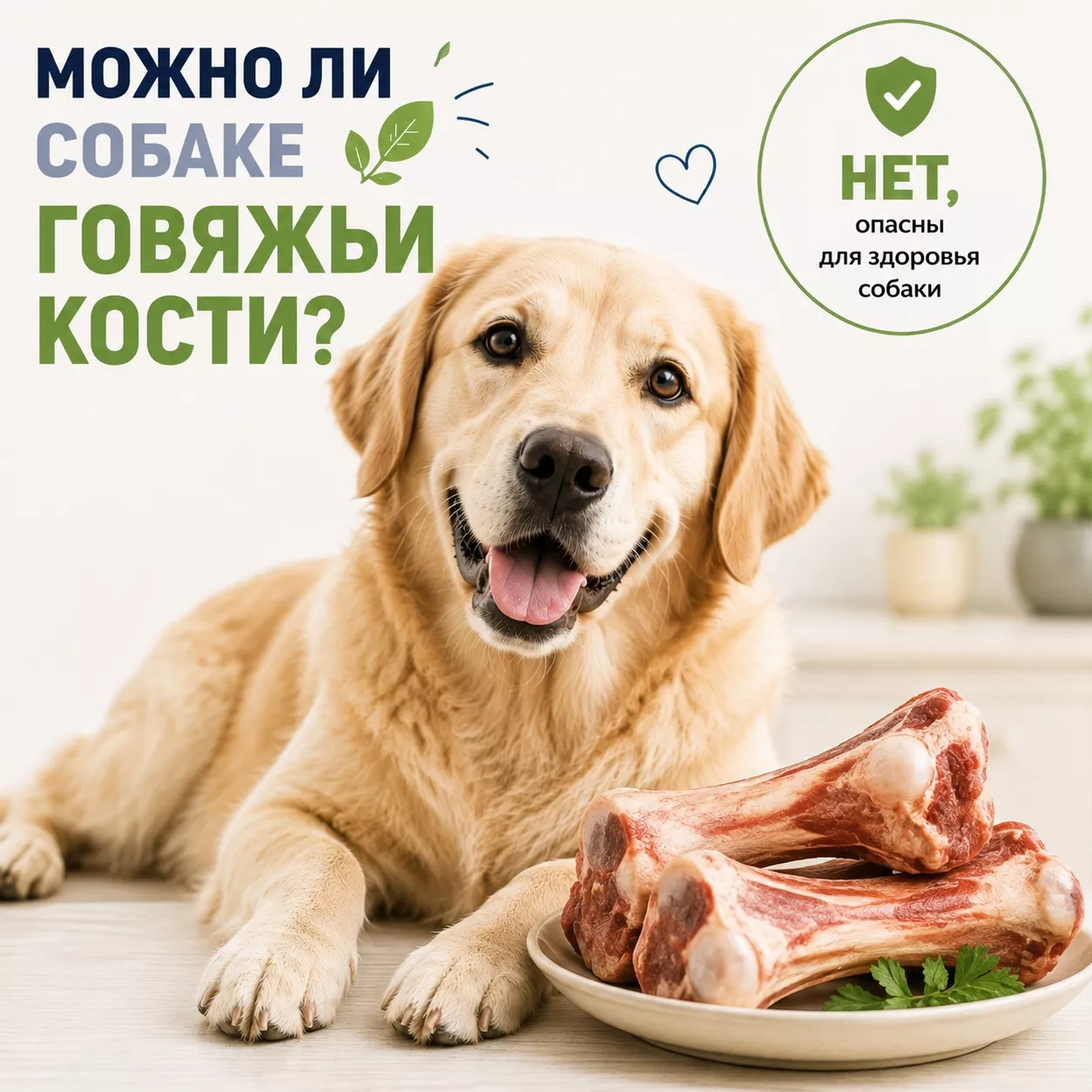 Можно ли собаке говяжьи кости