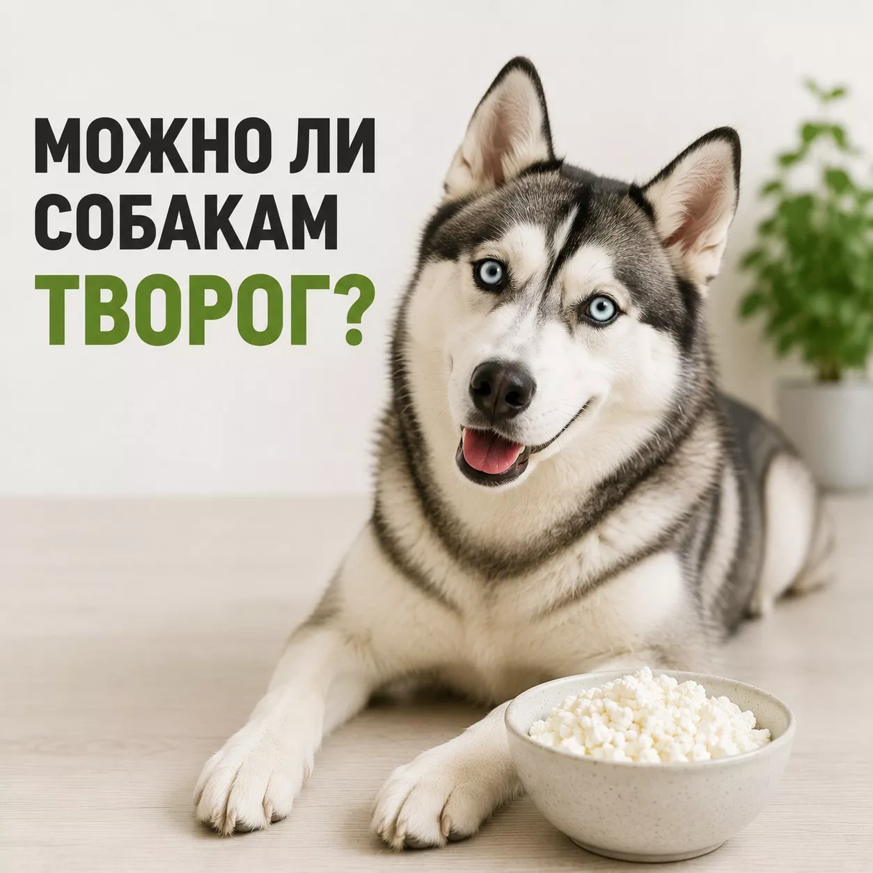Можно ли собаке творог
