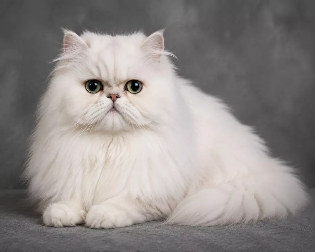 Персидская кошка
